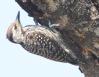 [Cardinal Woodpecker]