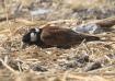 [Chestnut-backed Sparrowlark]