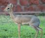 [Damara Dikdik]