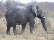 [African Elephant]