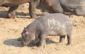 [Hippopotamus]