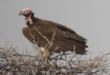 [Lappet-faced Vulture]
