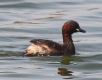 [Little Grebe]