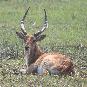 [Lechwe]