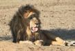 [Lion]