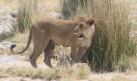 [Lion]