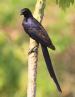 [Meeve's Starling]