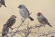 [Red-billed Quelea]