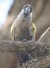 [Ruppel's Parrot]