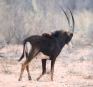 [Sable Antelope]