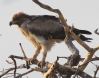 [Tawny Eagle]