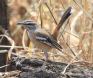 [White-browed Scrub Robin]