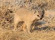 [Yellow Mongoose]