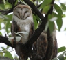 [Barn Owl]