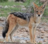 [Black-backed Jackal]