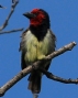 [Black-collared Barbet]