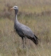 [Blue Crane]