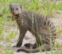 [Banded Mongoose]