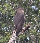 [Banded Snake-Eagle]