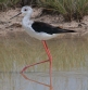 [Black-winged Stilt]