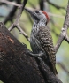 [Cardinal Woodpecker]