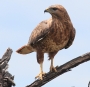 [Common Buzzard]