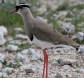 [Crowned Lapwing]