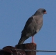 [Dark Chanting Goshawk]