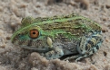 [frog]