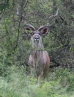[Greater Kudu]