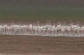 [Greater Flamingo]