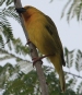 [Holub's Golden Weaver]