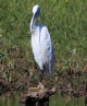 [Little Egret]