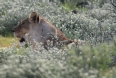 [Lion]