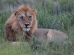 [Lion]