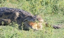 [Nile Crocodile]