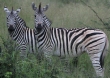 [Plains Zebra]
