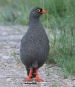 [Red-billed Francolin]
