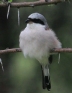[Red-backed Shrike]