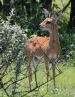 [Steenbok]