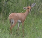 [Steenbok]