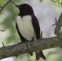 [Violet-backed Starling]
