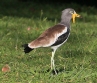 [White-headed Lapwing]