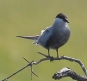 [Whiskered Tern]