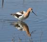[American Avocet]