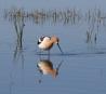 [American Avocet]