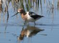 [American Avocet]