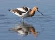 [American Avocet]