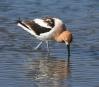 [American Avocet]