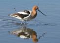 [American Avocet]